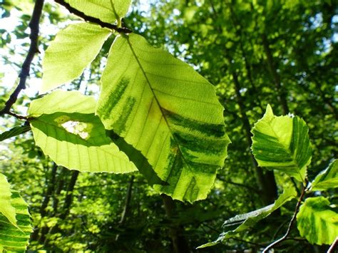 Beech Leaf Disease Invasive Species Centre