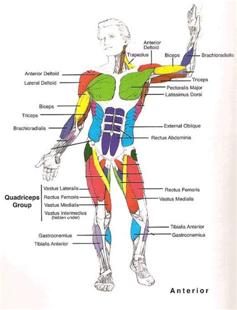 Anatomy Muscle Anatomy Diagram Muscle Anatomy Diagram Quiz Anatomy
