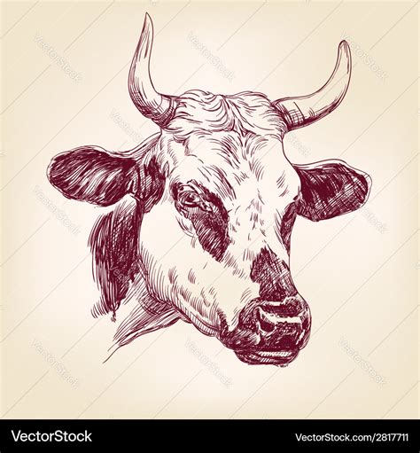 Cow Hand Drawn Realistic Sketch Royalty Free Vector Image