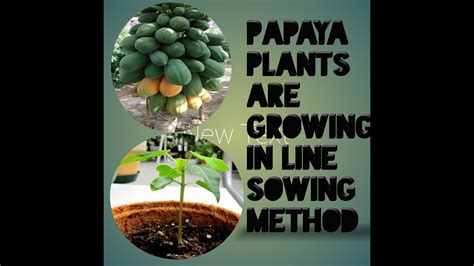 How To Grow Papaya Seeds In Line Sowing Method Seedlings