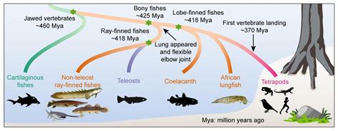 Surprising New Research Were More Like Primitive Fishes Than Once
