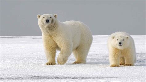 International Polar Bear Day 2023 Date History Fun Facts Eduvast Com