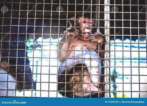Monkey Inside A Cage Stock Image Image Of Fauna Animals 72525169