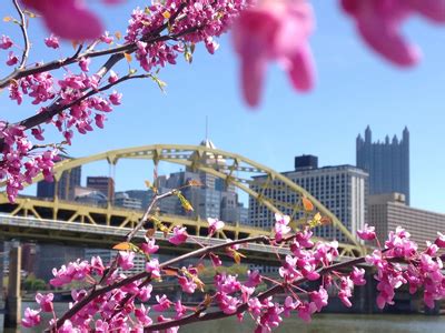 There's no better time to plant a tree than tomorrow's arbor day, which occurs the last friday of april for good reason. Pittsburgh Redbud Project - Western Pennsylvania Conservancy