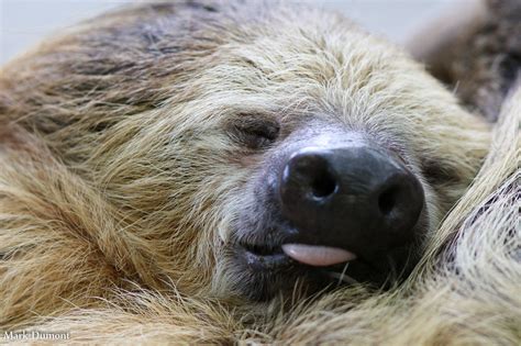 Sleepy Sloth