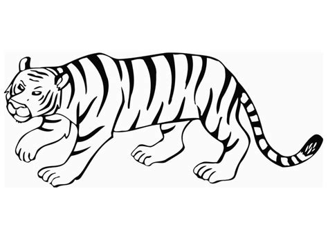 Dibujos Para Colorear Un Tigre Impresion Gratuita