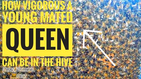 I related to this book on a level that the main character and i share a name: 🌎 How good a young mated queen bee can be to the hive ...