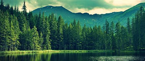 Forest Water And Mountains 3235491 Hd Wallpaper And Backgrounds Download