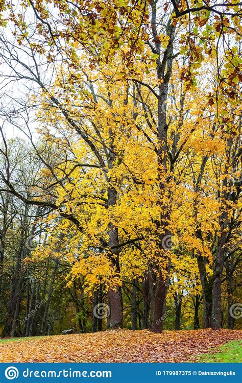 Trees With Yellow Autumn Leaves Stock Image Image Of Fall Park