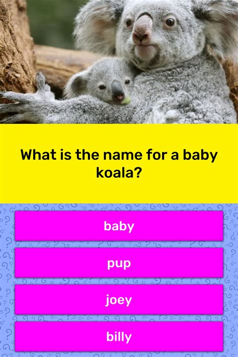 What Is The Name For A Baby Koala Trivia Questions Quizzclub