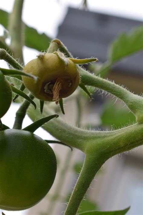 diagnosis - Why is this tomato rotten at the end, and loosened from the ...