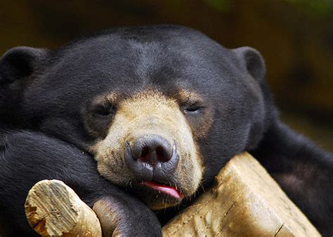 Sun Bear Unrecognizable Sun Bear Reveal Horrors Of Exotic Pet