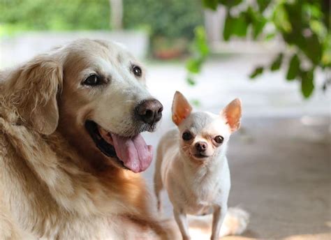 Top 10 Chihuahua Mixed With A Golden Retriever You Need To Know