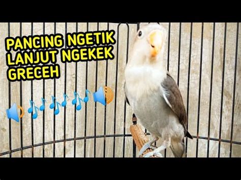 Dapat diartikan bahwa 2400 detik setara dengan 0,6667 jam atau 40 menit. BALIBU FIGHTER ngetik sambung ngekek pancing lovebird ...