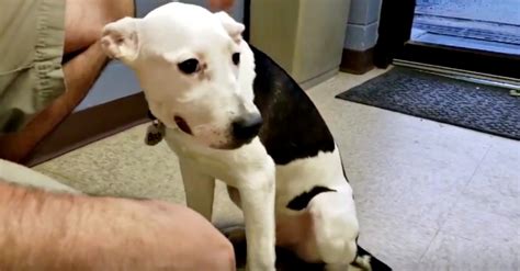 A heart murmur is diagnosed by listening to the heart with a stethoscope, and using veterinary knowledge to properly categorize grade i—barely audible. Adopted Puppy Returned To Shelter A Week Later | FamilyPet
