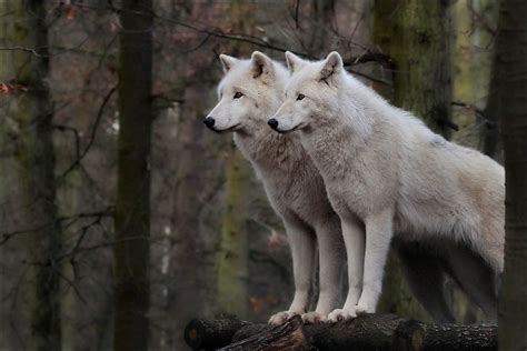 Tiere Fotos And Bilder Auf Fotocommunity Wolf Hunde Verliebte Wölfe