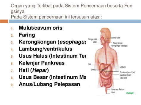Anatomi Fisiologi Sistem Pencernaan Pada Manusia Pdf Ahli Soal