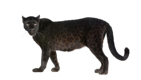 Jaguar — Kidcyber