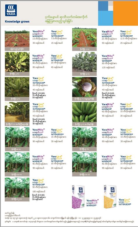 Banana Plant Fertilizer Chart