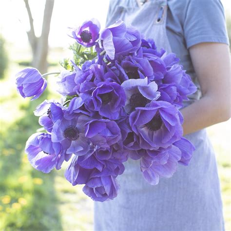 Anemone Blue Floret Flower Farm