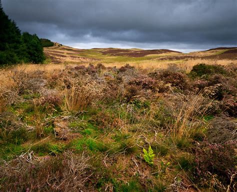 Moorland Vegetation Taken On The Sidlaw Hills North West O Flickr