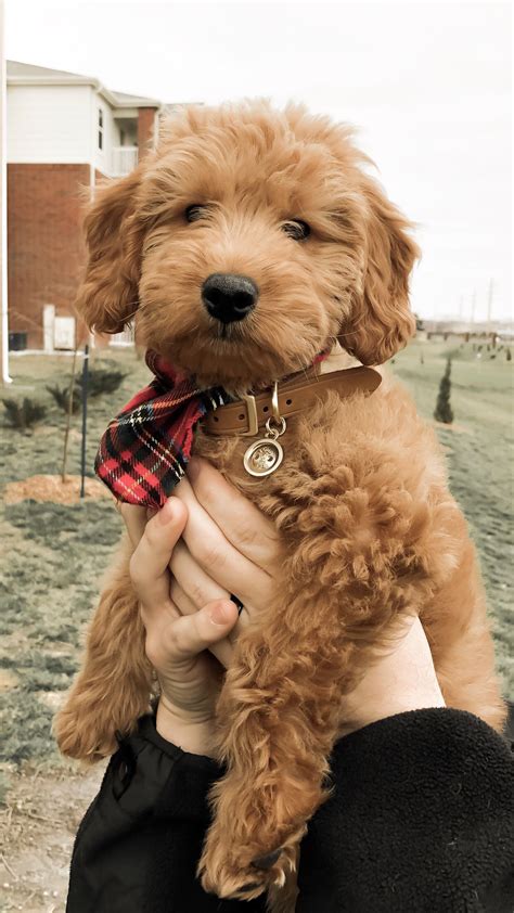 F1 Goldendoodle Goldendoodle Puppy Mini Goldendoodle Red