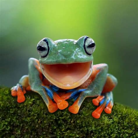 Animals Photography Nature On Instagram “tree Frog Facts⬇️⬇️ Tree