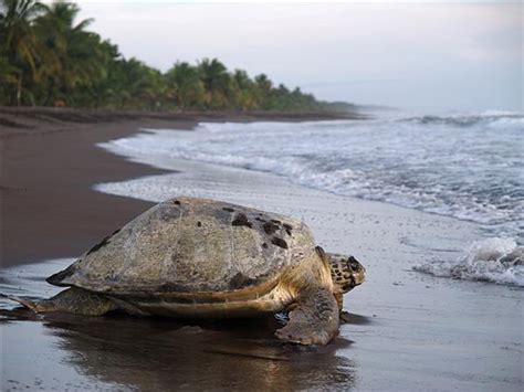 Costa Rica Wildlife Holiday Responsible Travel