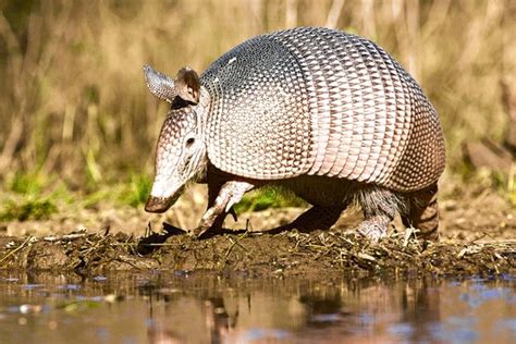 Scientists Link Leprosy Cases To Armadillos Wsj