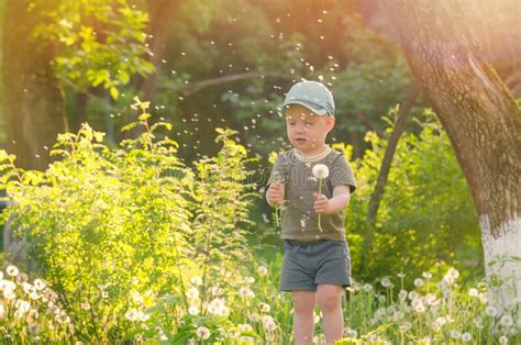 A Little Boy Walks Among Dandelions On The Grass Stock Photo Image Of