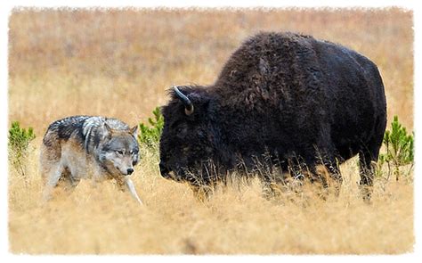 How Wolves Hunt Bison And Why Dogs Steal Food