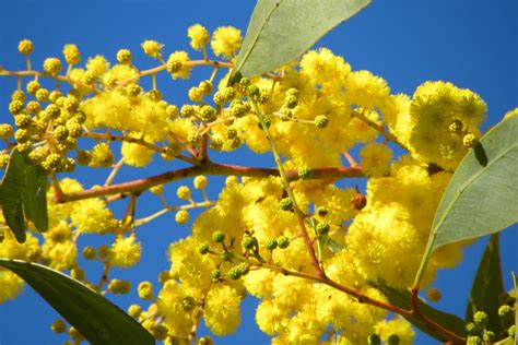 Ubobo Flowers Lovely Golden Wattle