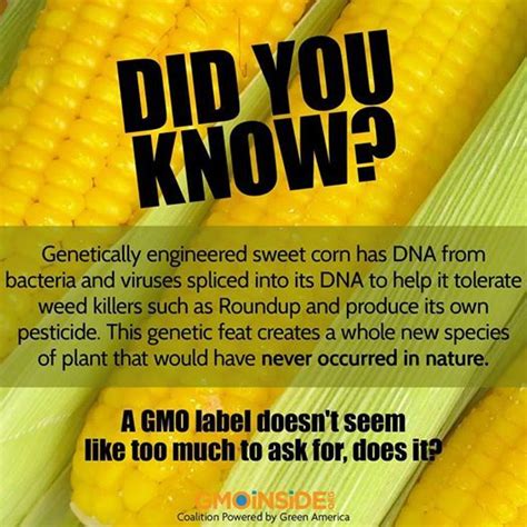 Gmo Sweet Corn Is Genetically Engineered To Be Herbicide Resistant