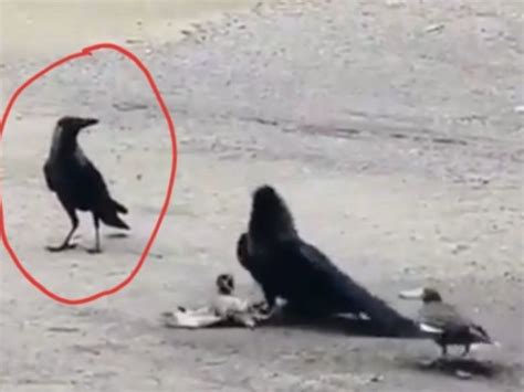 In A Video Going Viral A Myna Bird Is Seen Attacking