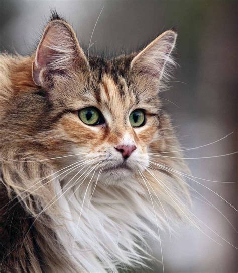 She makes a loving companion and with a legend as beautiful as the breed itself, the breeders in norway began to develop their magical forest cat into a breed that would be. Norwegian Forest Cat Personality And Temperament ...