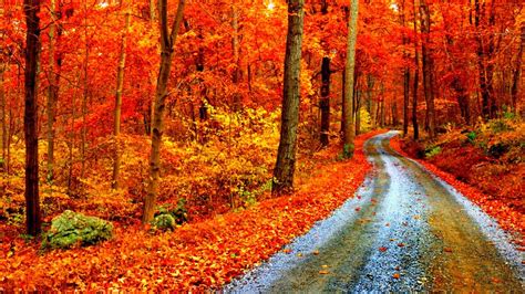 Autumn Path Wallpaper And Background Image 1366x768 Id