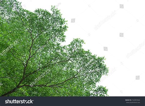 Lacy Green Tree Leafs And Branches Isolated With Clipping Path