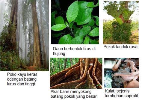 Hidupan liar di hutan hujan tropika. UNIT 12: TUMBUHAN SEMULA JADI DAN HIDUPAN LIAR