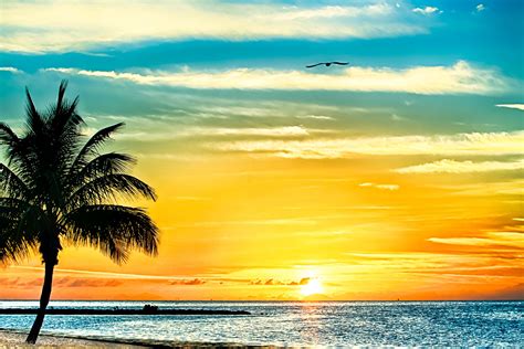 Sunrise Burst A Seagull Rises With The Sun In Key West Sunrise