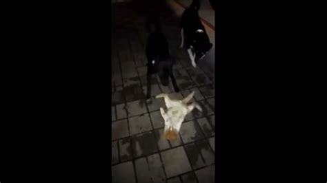Dog Kill Cat Animalfight Youtube