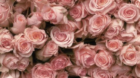42 Vintage Pink Rose Wallpapers Wallpapersafari
