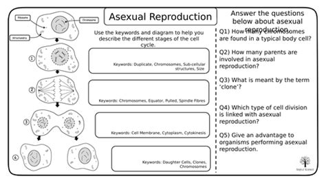 Asexual And Sexual Reproduction And Dna Gcse Biology Worksheets Teaching Resources