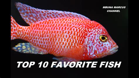 Top 10 Freshwater Aquarium Fish Youtube