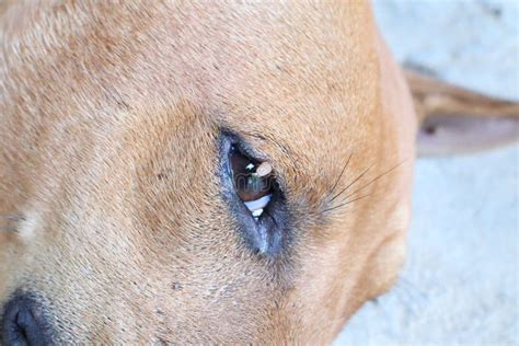 Ticks On The Dogand X27s Eyes Dogs Dogs Faces Pets Stock Image
