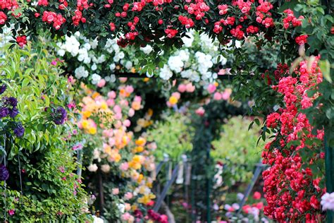 5 Tipps Zur Rosenpflege Blumen News By Floristwebde