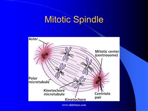 We did not find results for: Steps in Prophase