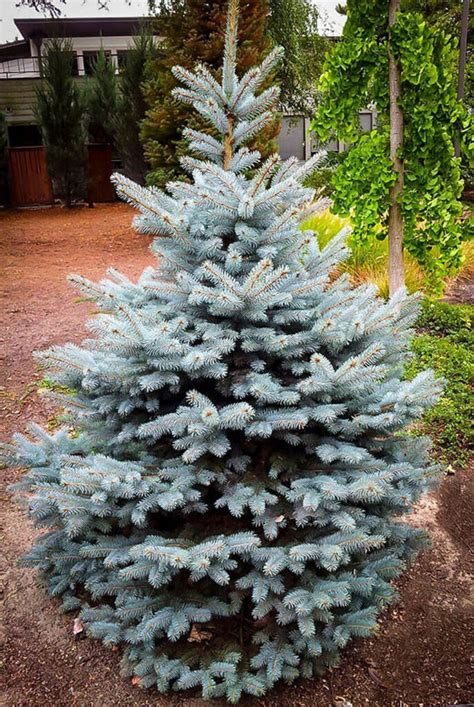 Spruce Baby Blues For Sale In Boulder Colorado