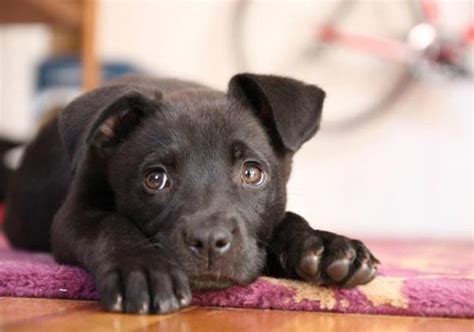 Animal welfare organizations are concerned with the health, safety and psychological wellness of individual animals. How-Tuesday: Adopt Me Dog Vests | The Etsy Blog