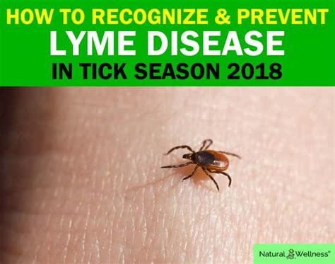 How To Recognize And Prevent Lyme Disease In Tick Season 2018