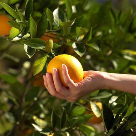 How To Revive Your Citrus Trees Citrus Trees Tree Care Fruit Garden